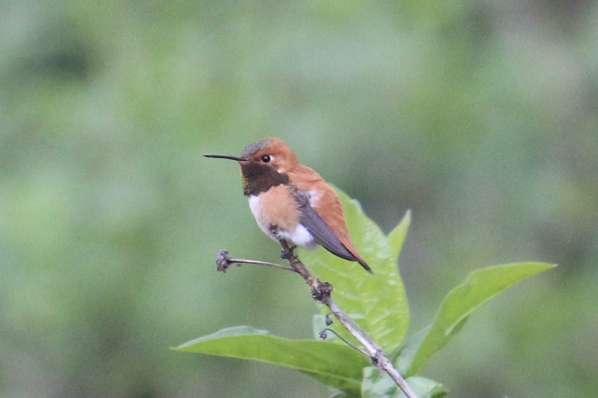 Rufous Hummingbird - ML618180037