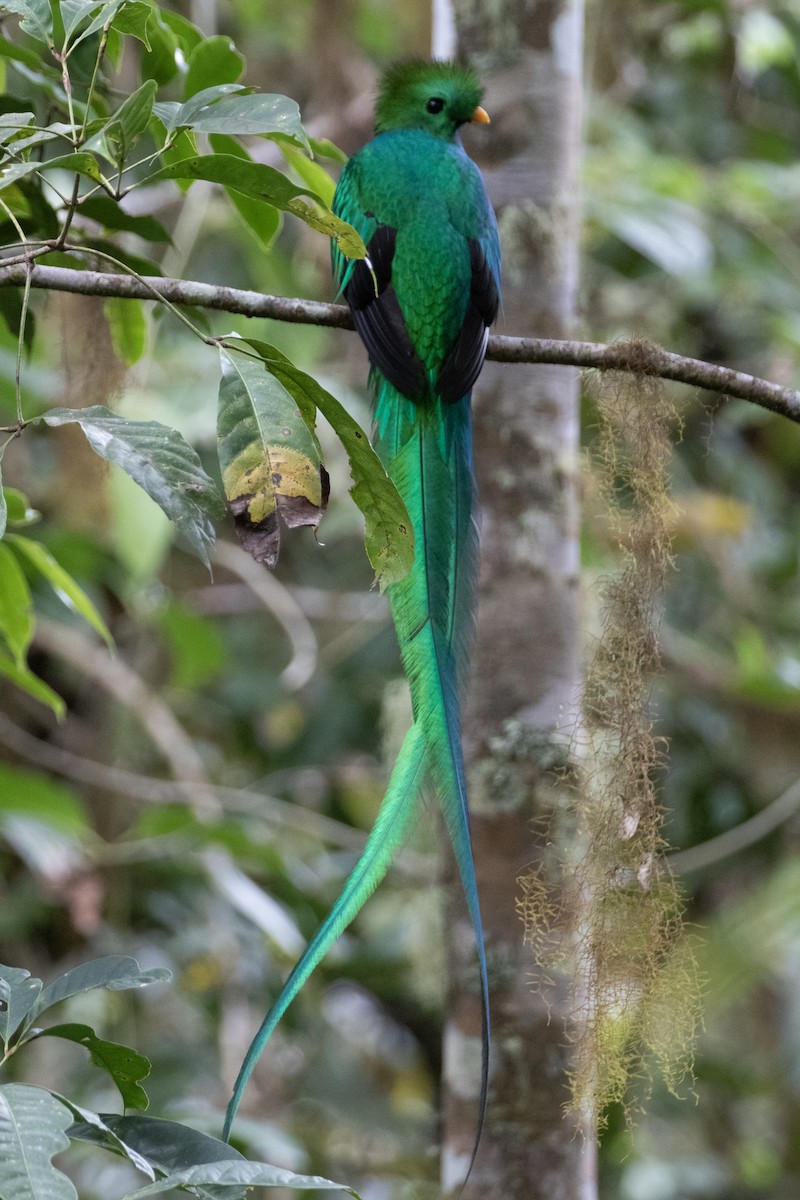 Quetzal Guatemalteco - ML618180045