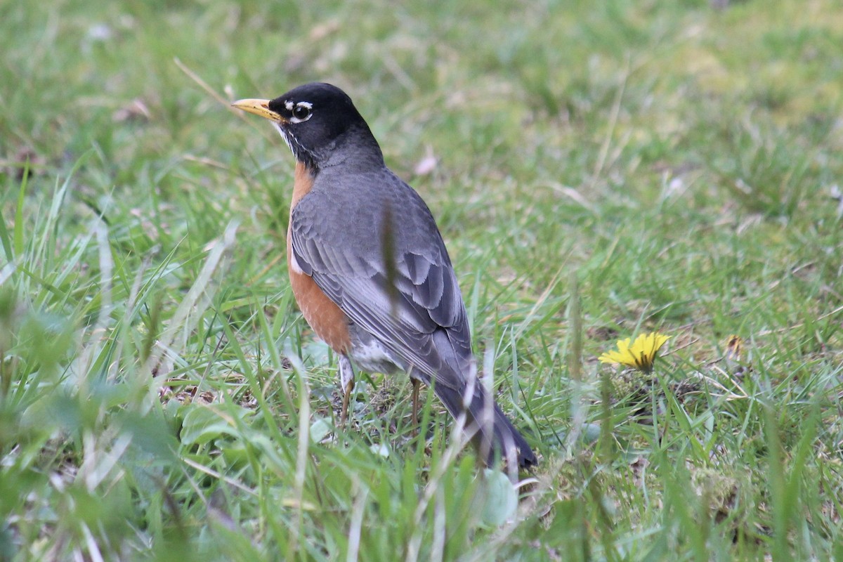 American Robin - ML618180051