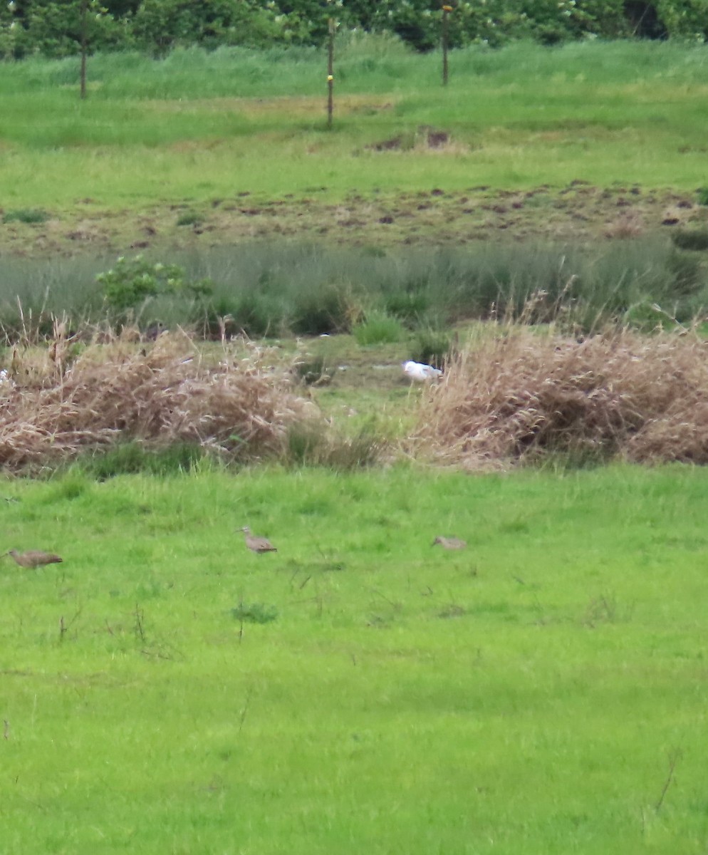 Whimbrel - ML618180056