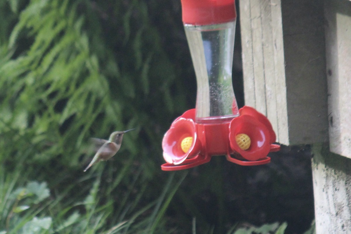Rufous Hummingbird - ML618180062