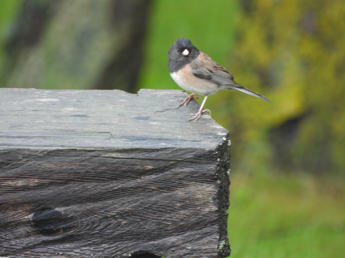 Dark-eyed Junco - Mark Stevens