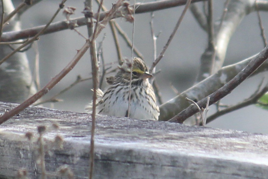 Savannah Sparrow - ML618180071