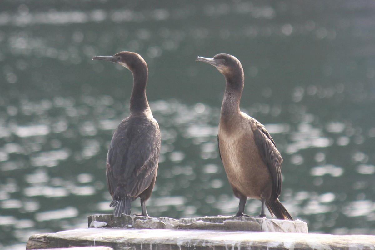 Brandt's Cormorant - ML618180073