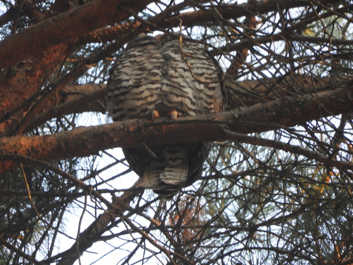 Powerful Owl - Charles Silveira