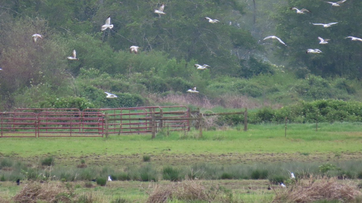 Ring-billed Gull - ML618180086