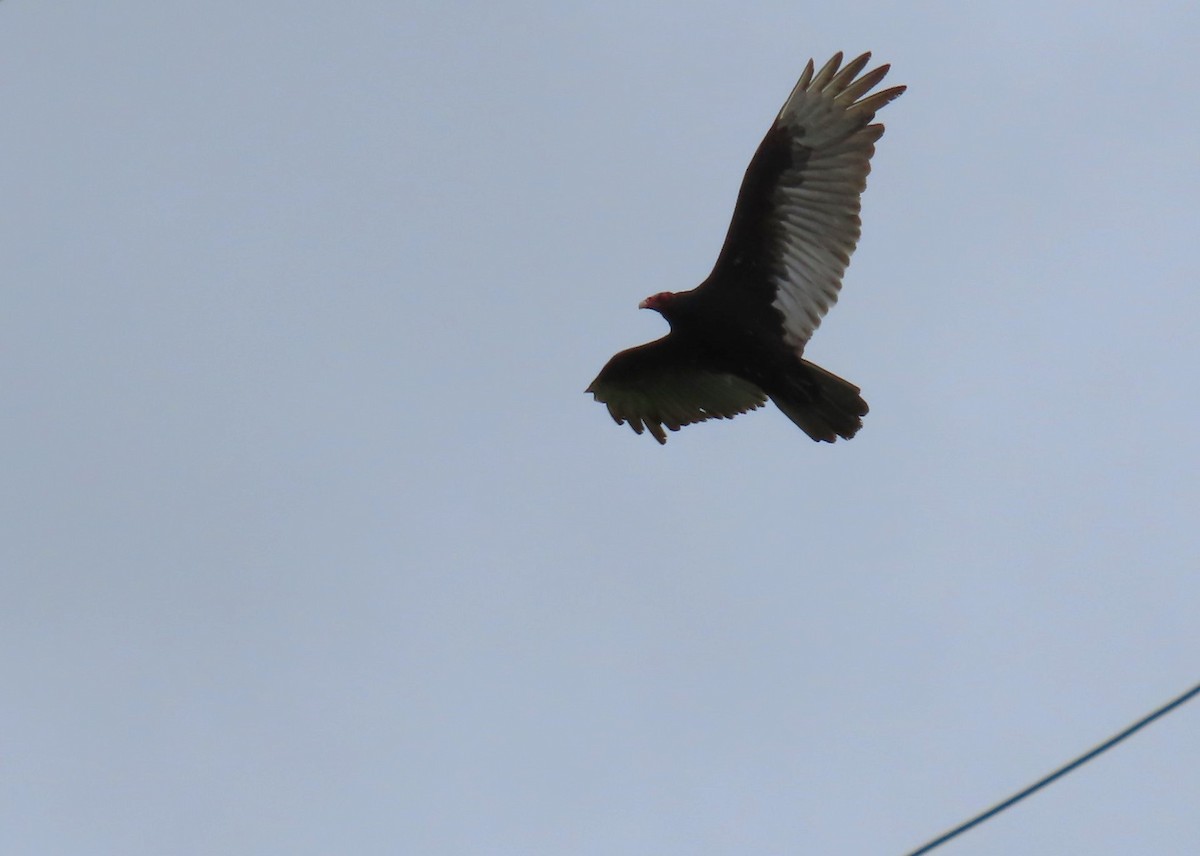 Turkey Vulture - Diane Yorgason-Quinn