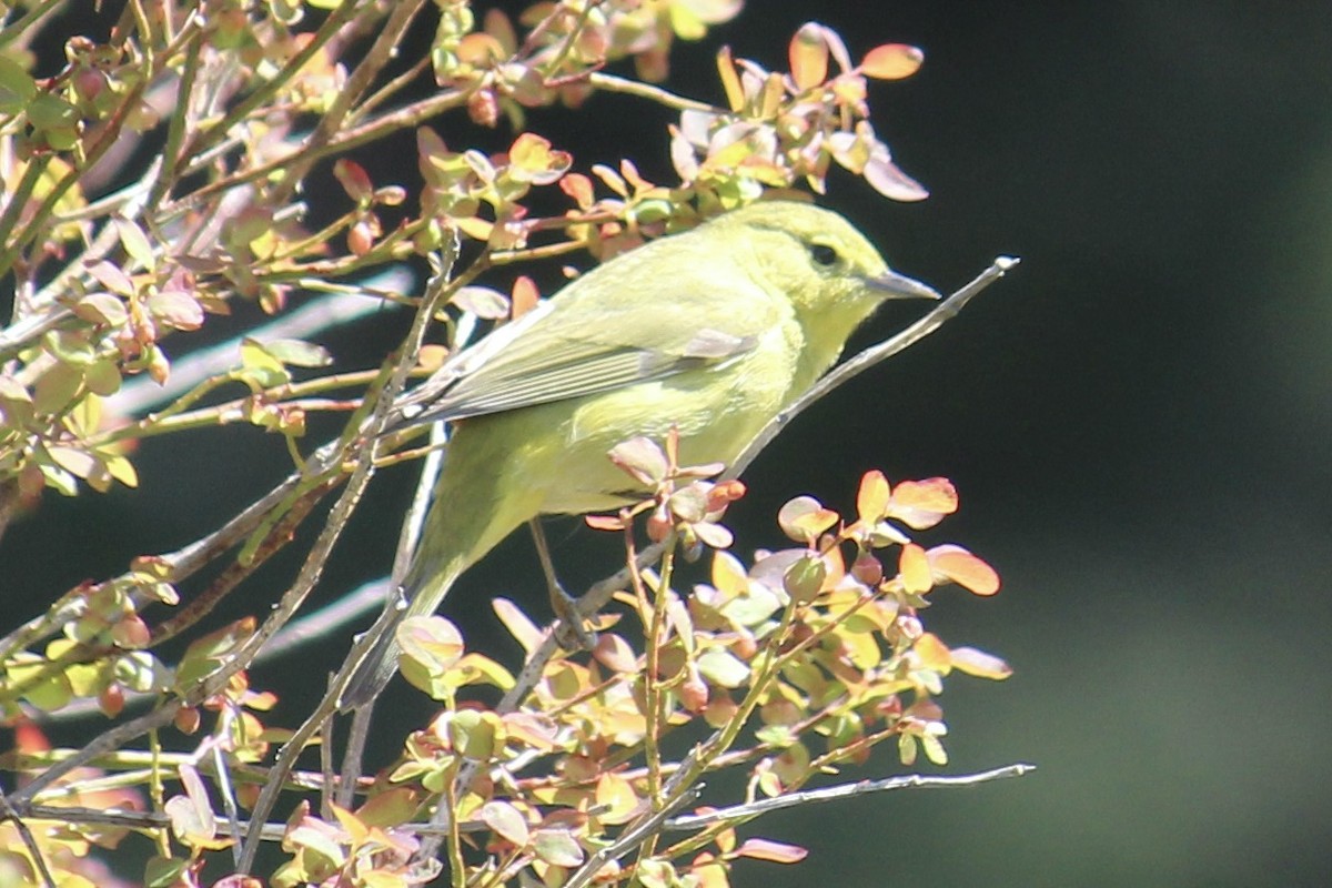 Orange-crowned Warbler - ML618180112