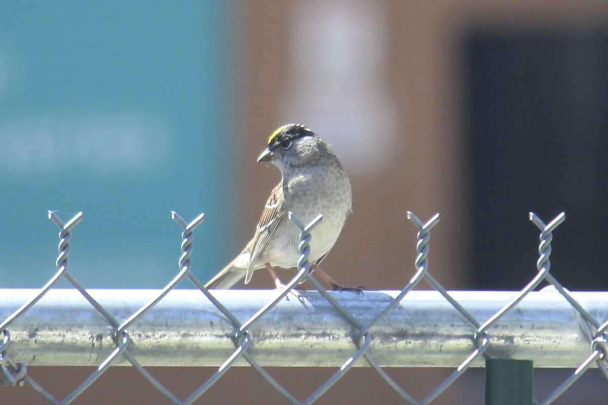 Golden-crowned Sparrow - ML618180122