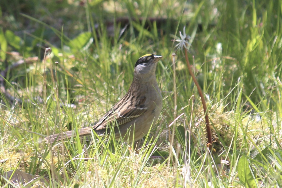 Golden-crowned Sparrow - ML618180123