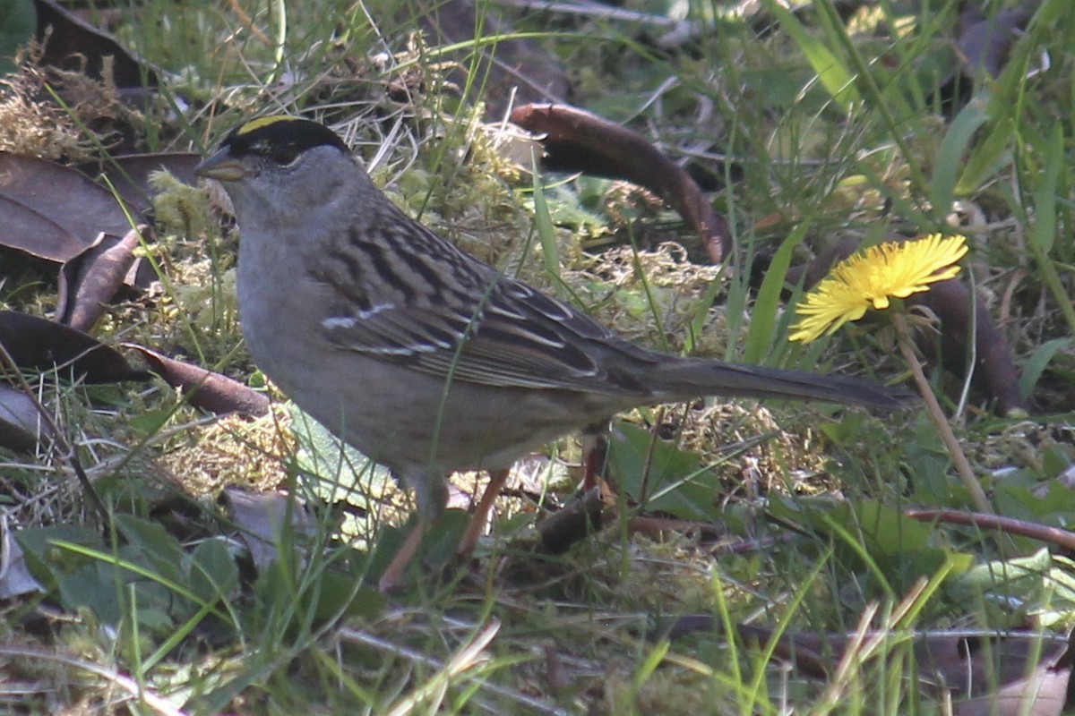 Golden-crowned Sparrow - ML618180129