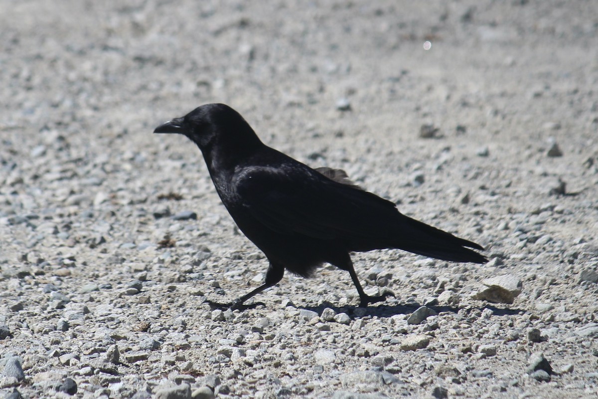 American Crow - ML618180139