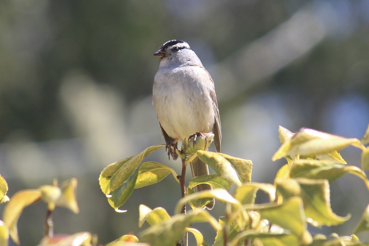 White-crowned Sparrow - ML618180157