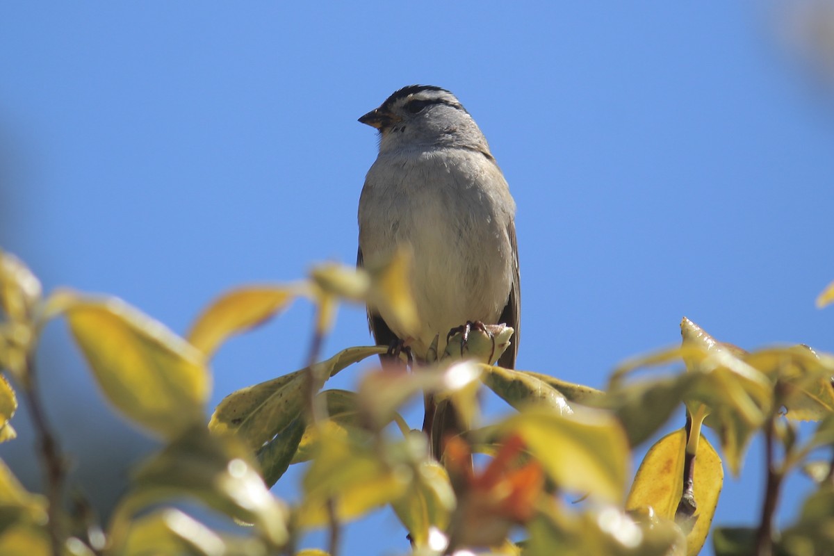 White-crowned Sparrow - ML618180160