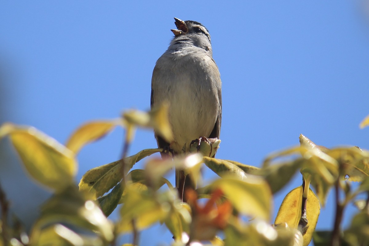 White-crowned Sparrow - ML618180163