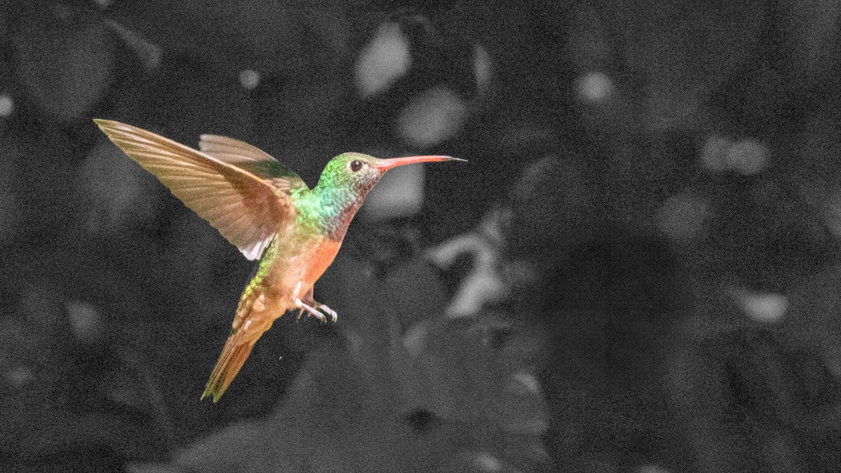 kolibřík yukatanský - ML618180165
