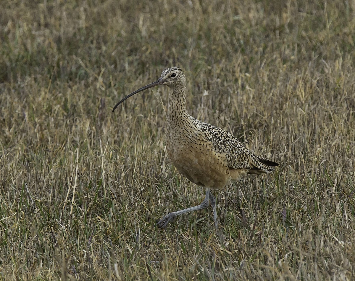 Long-billed Curlew - ML618180171