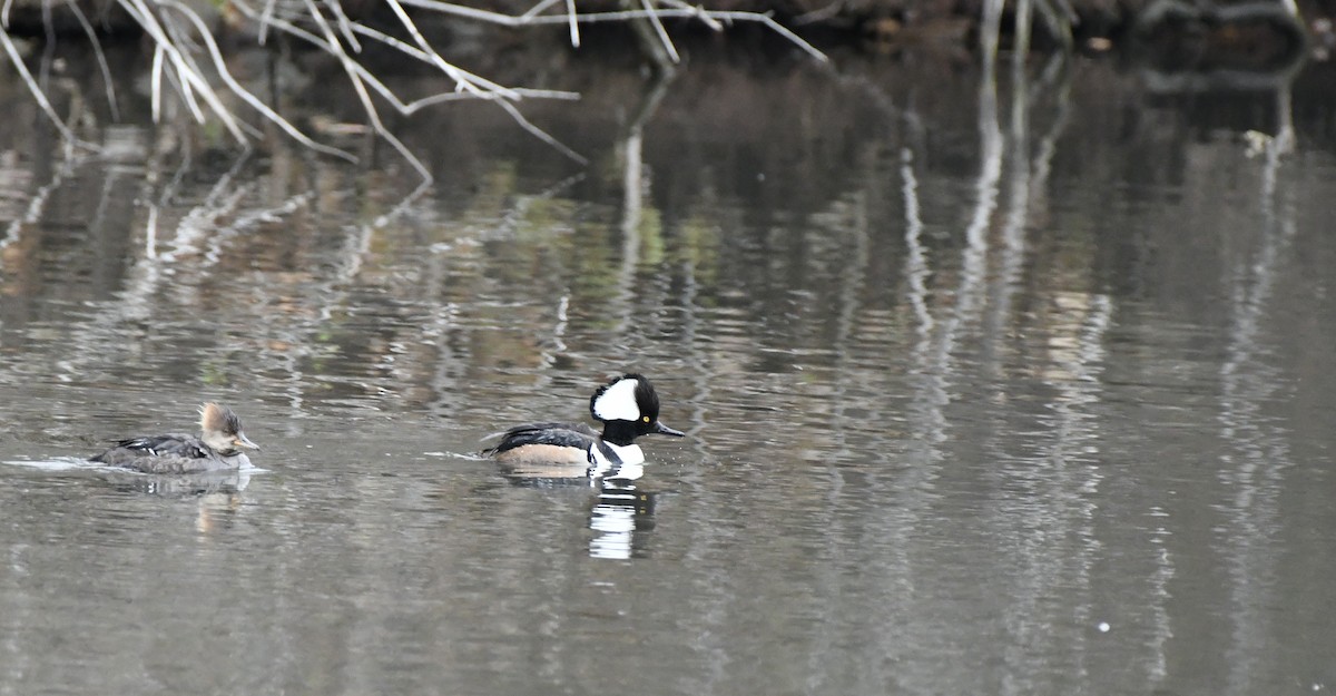 Hooded Merganser - Sherri & Camera Guy