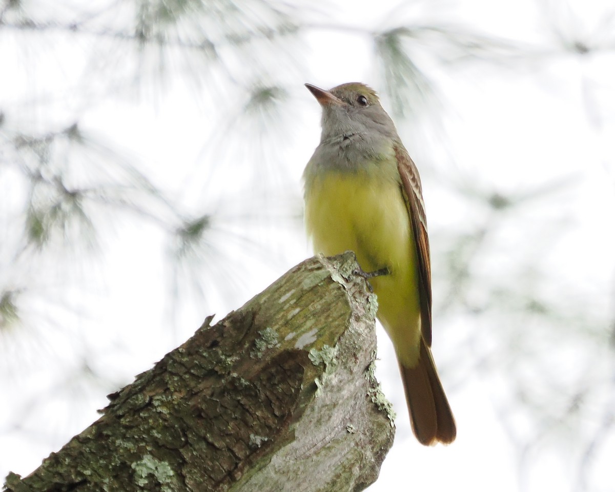 Great Crested Flycatcher - Susan Wrisley