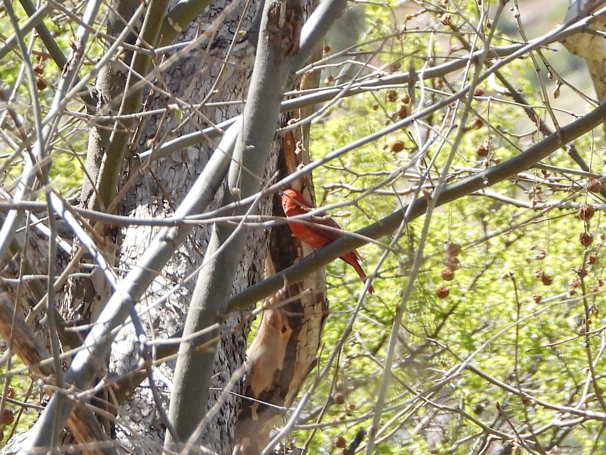 Hepatic Tanager - Pam Griffin