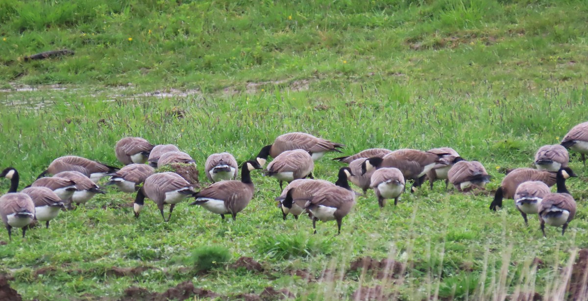 Cackling Goose - Diane Yorgason-Quinn