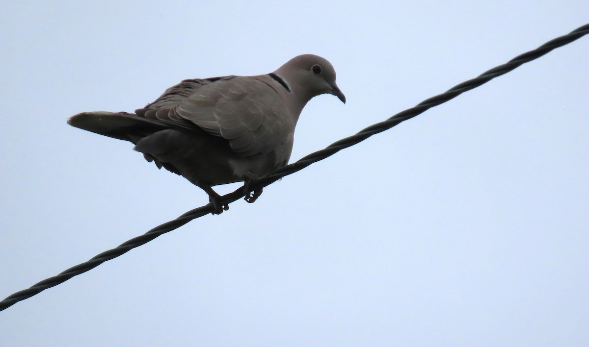 Eurasian Collared-Dove - Diane Yorgason-Quinn