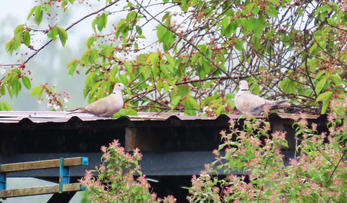 Eurasian Collared-Dove - Diane Yorgason-Quinn