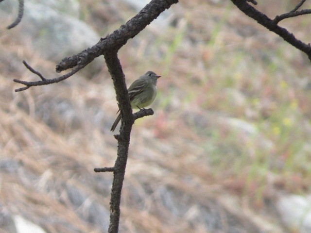 Hammond's Flycatcher - Ted Hindmarch