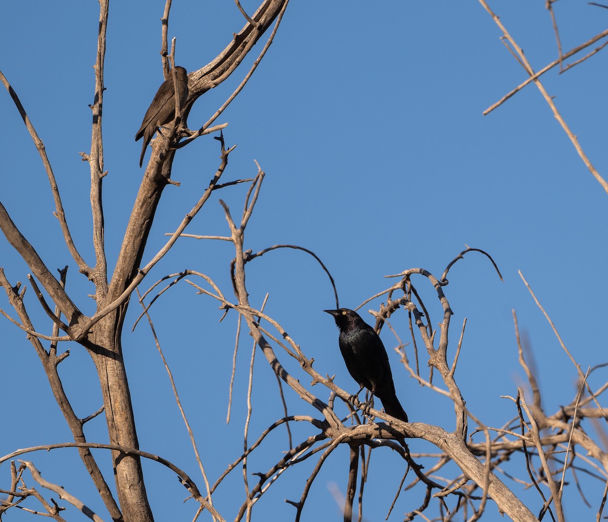 Brewer's Blackbird - ML618180212