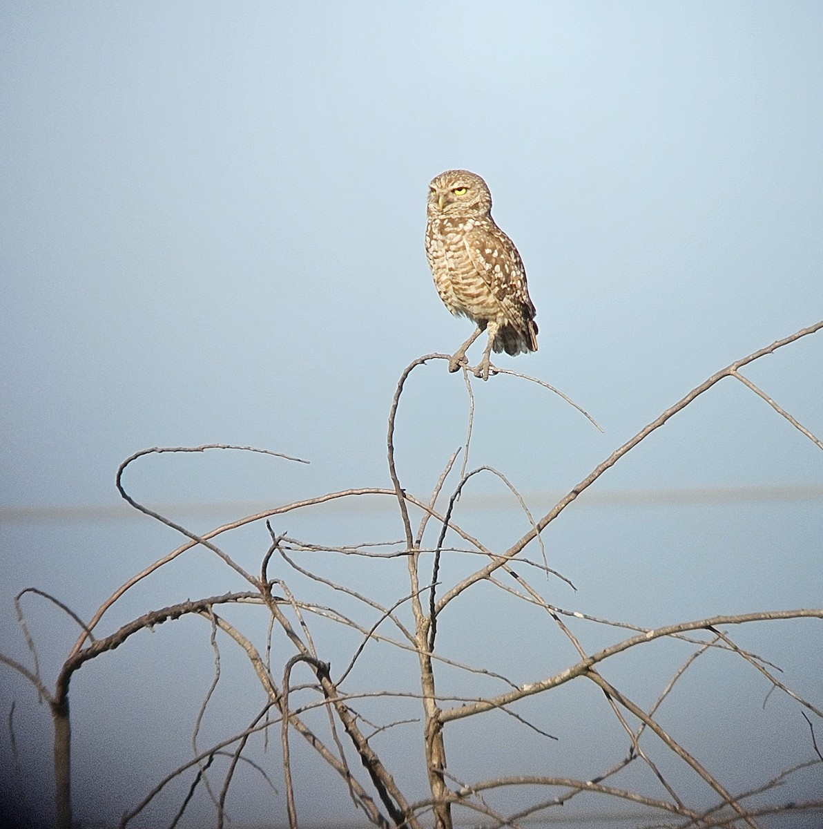 Burrowing Owl - ML618180216