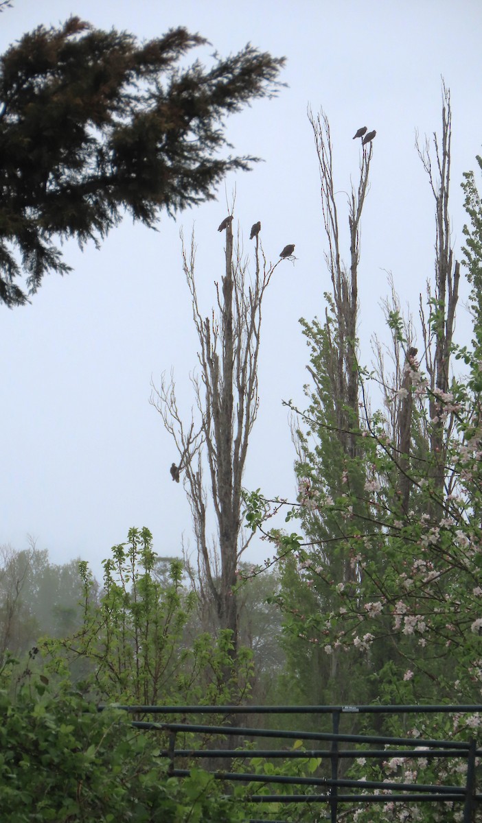 Turkey Vulture - ML618180218