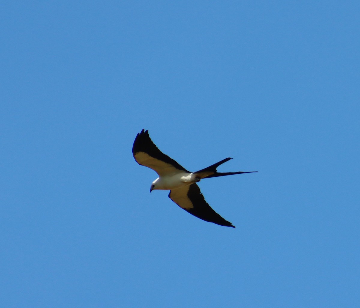 Swallow-tailed Kite - ML618180231