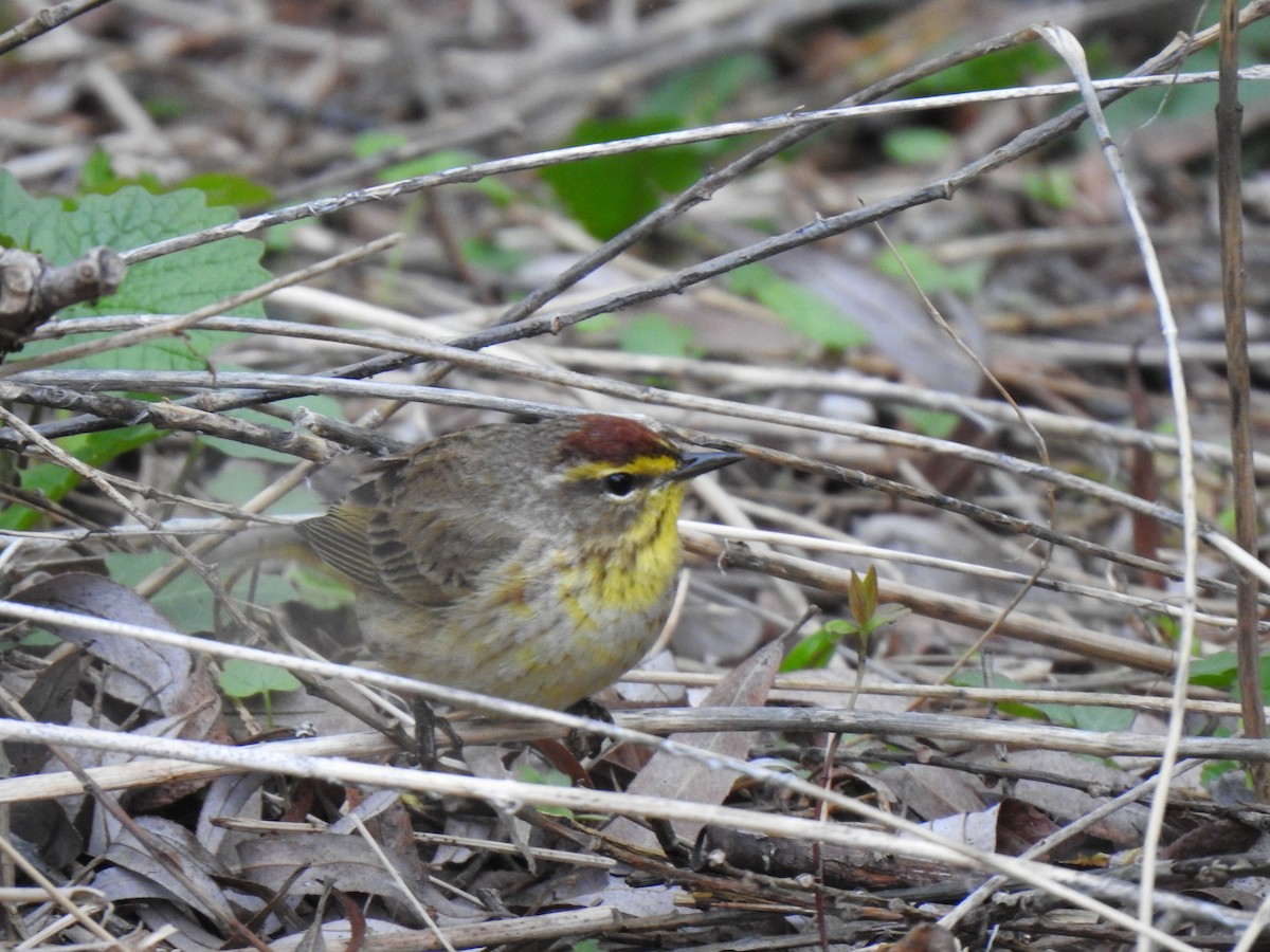 Palm Warbler - ML618180235