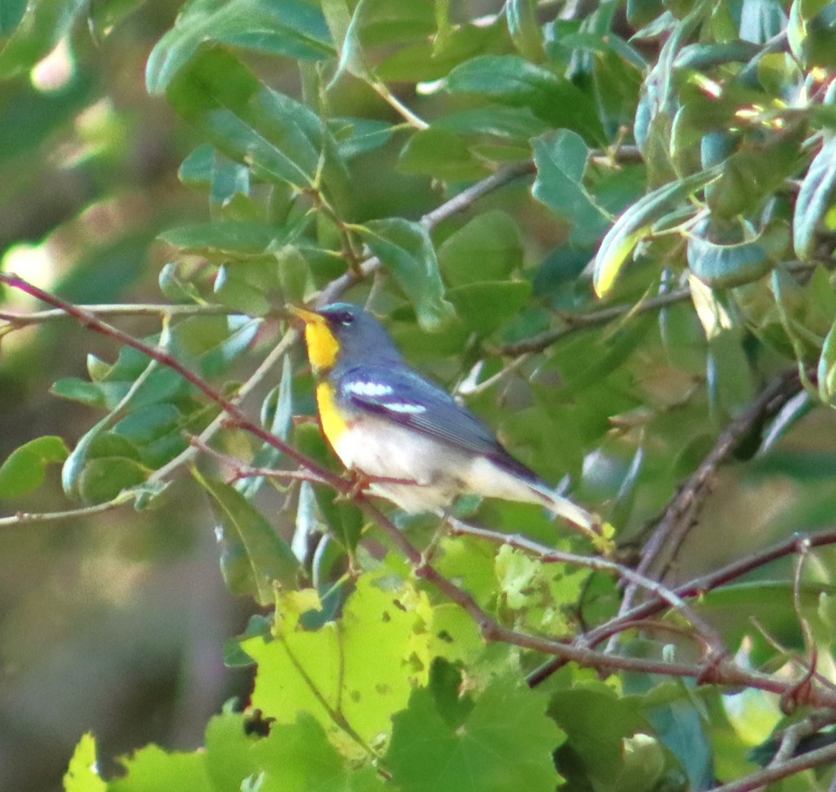 Northern Parula - ML618180242