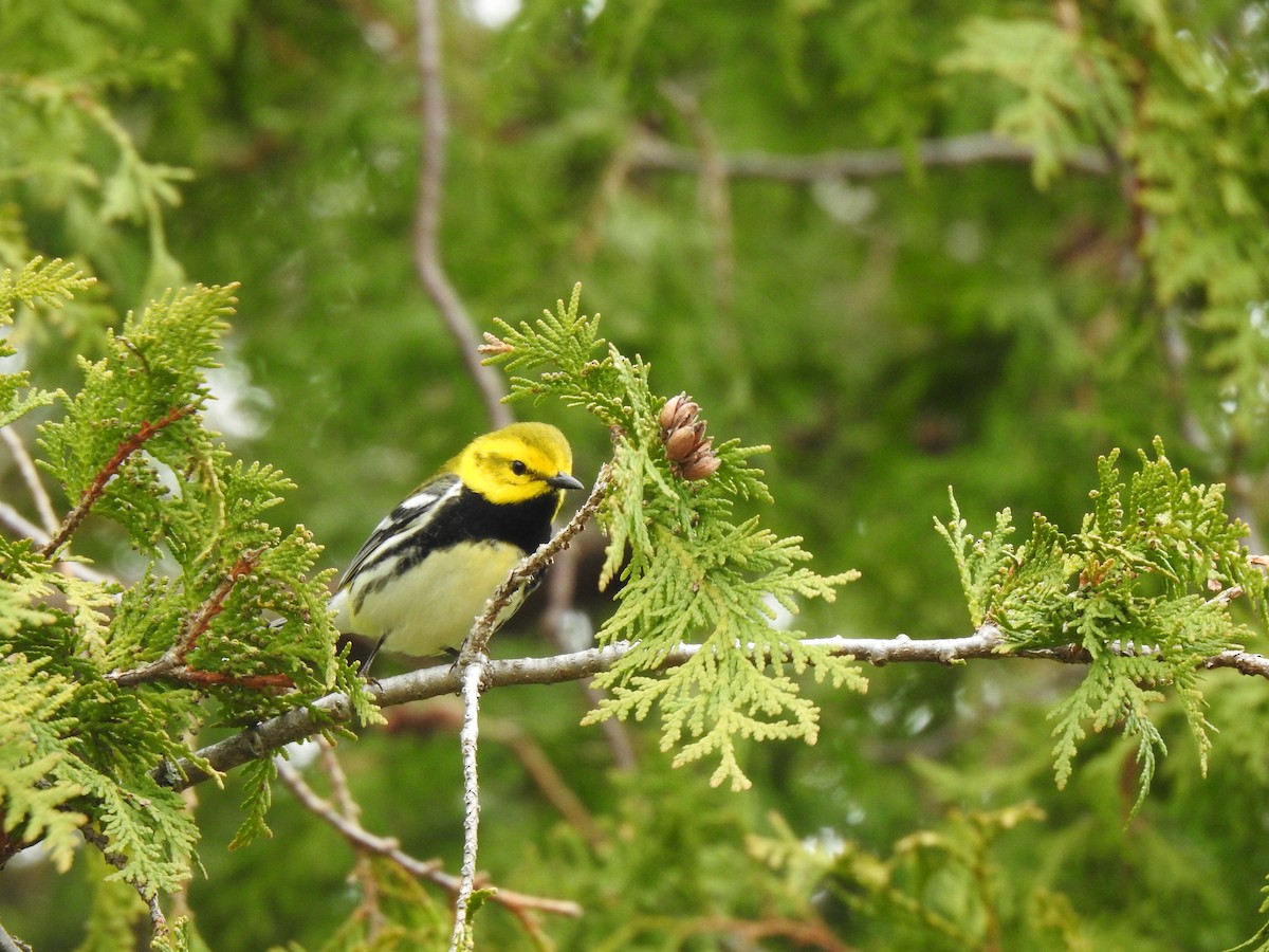 Black-throated Green Warbler - Elias Takacs