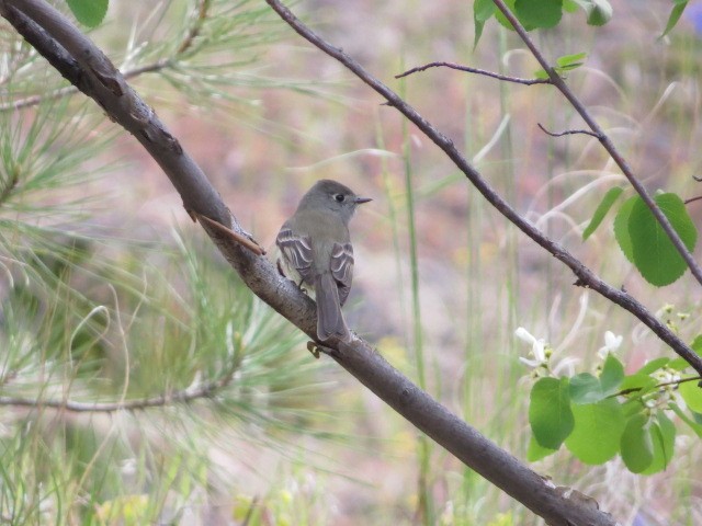 Hammond's Flycatcher - ML618180246