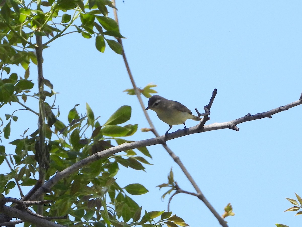 Warbling Vireo - Pam Griffin