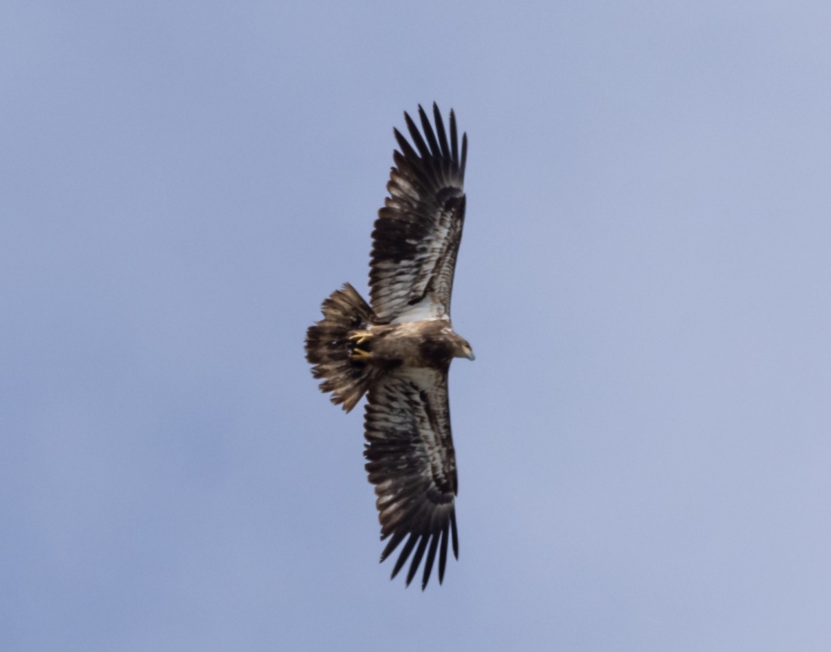 Bald Eagle - Robert Bochenek