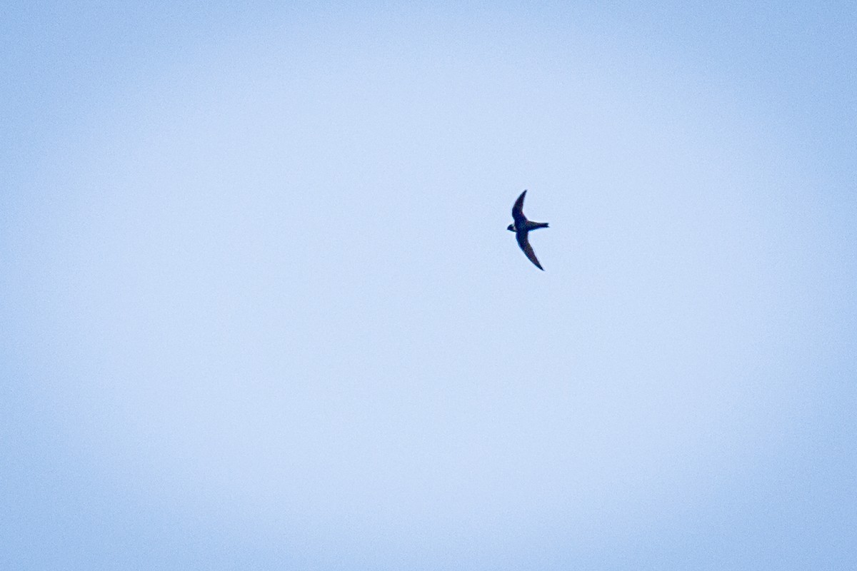 White-collared Swift - Francisco Russo