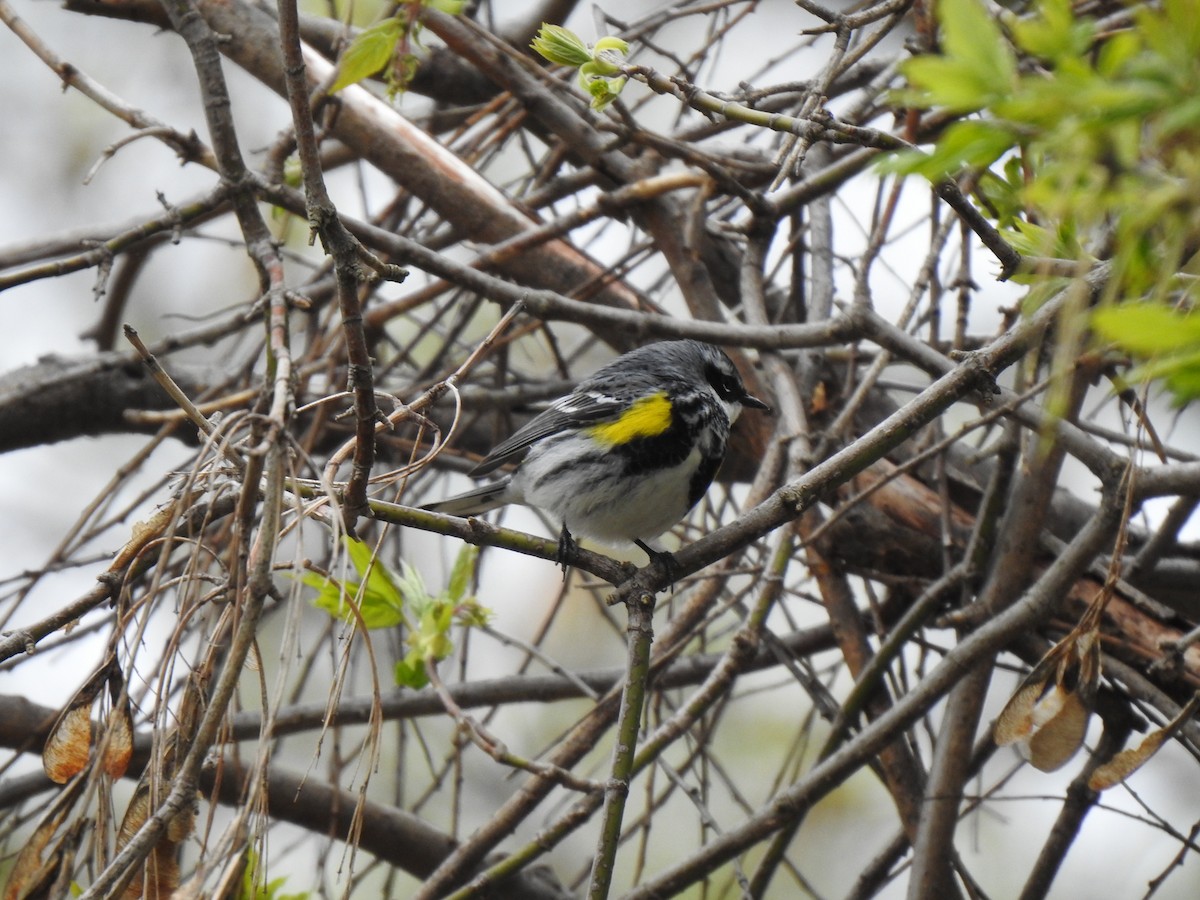 Yellow-rumped Warbler - Elias Takacs