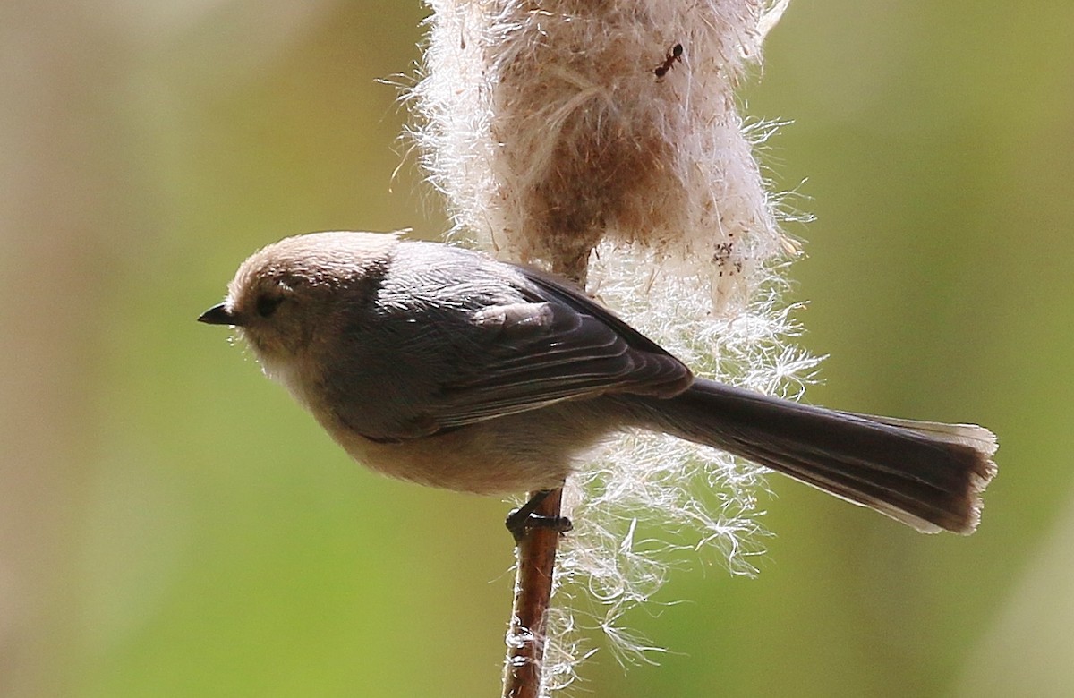 Bushtit - Debby Parker