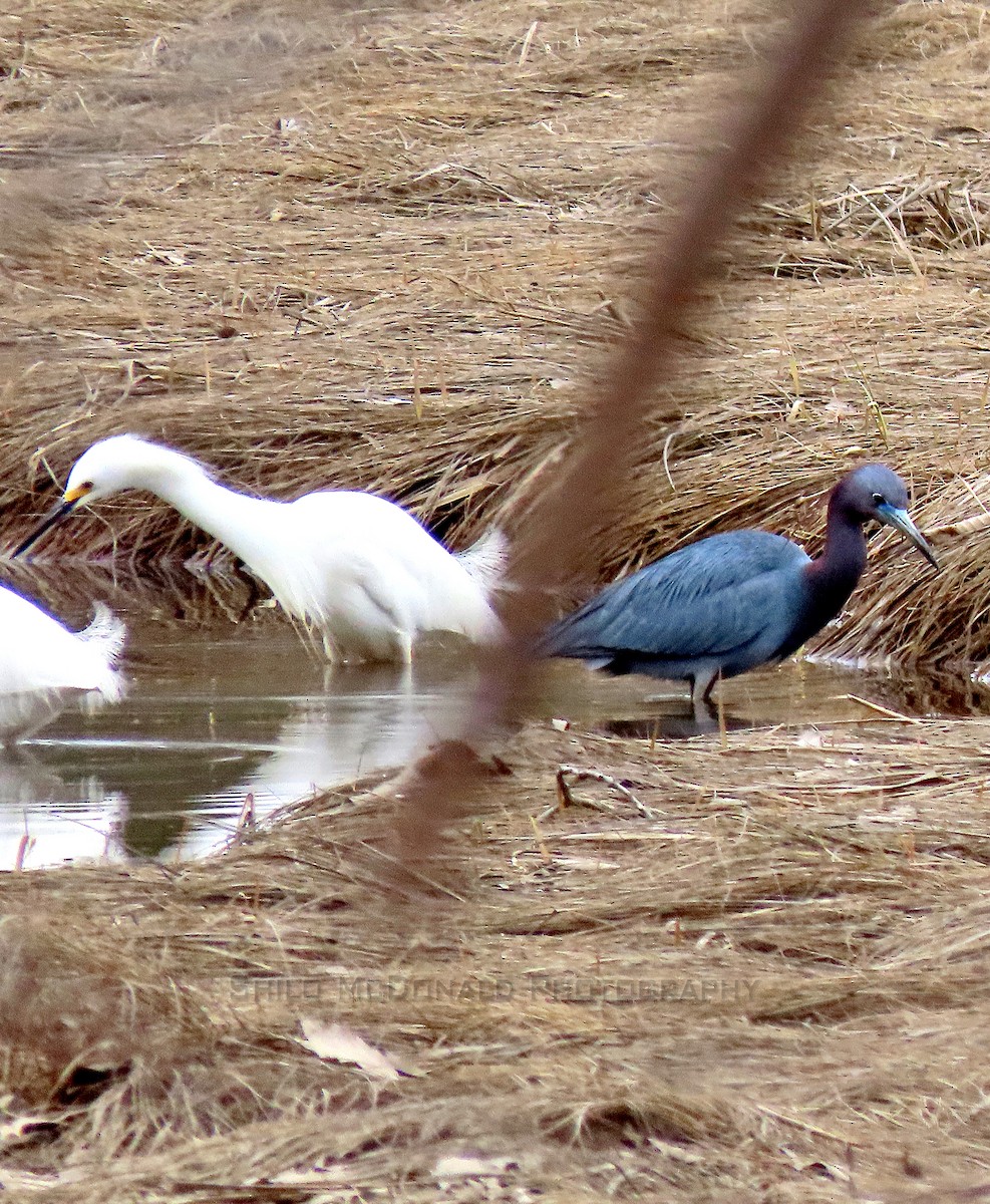 Little Blue Heron - Shilo McDonald