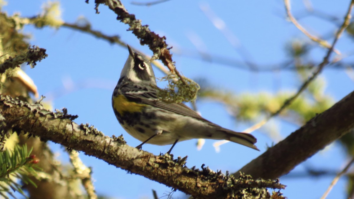 Yellow-rumped Warbler - Peter Fraser