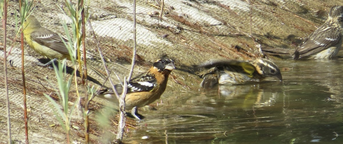 Black-headed Grosbeak - Thomas Wurster