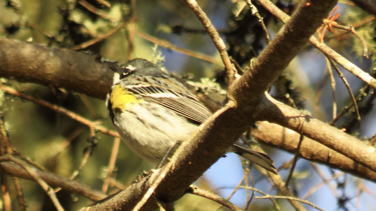 Yellow-rumped Warbler - ML618180326