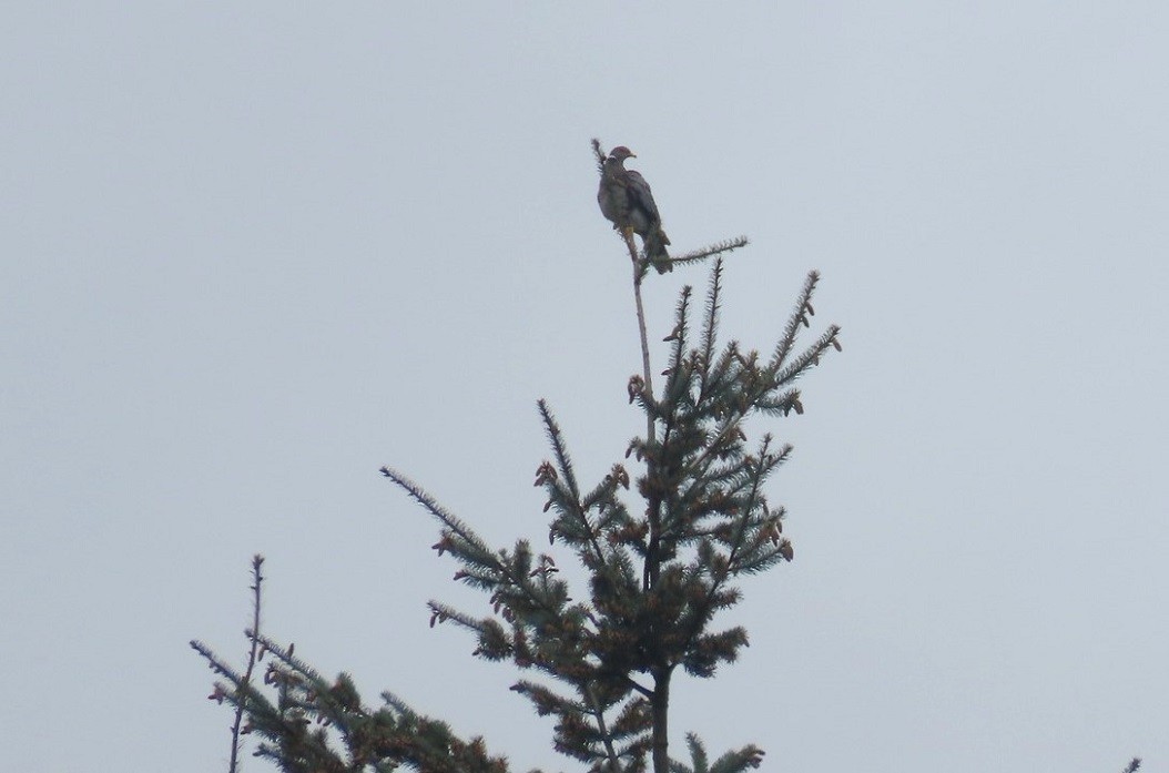 Band-tailed Pigeon - ML618180360