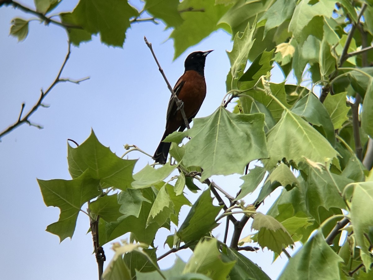 Orchard Oriole - ML618180379