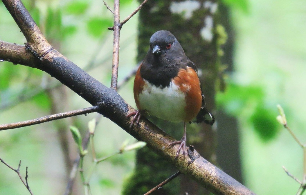 Spotted Towhee - Mark Vernon