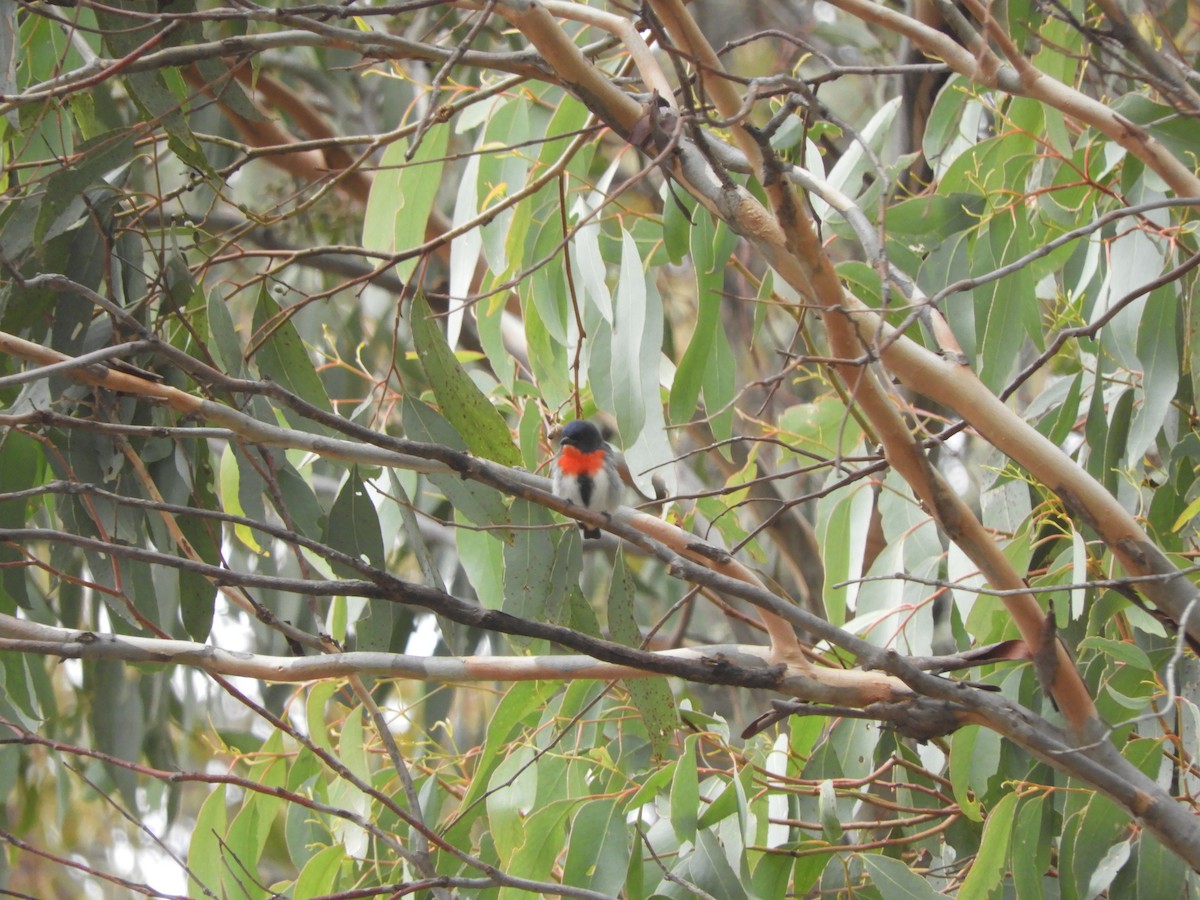 Mistletoebird - Charles Silveira