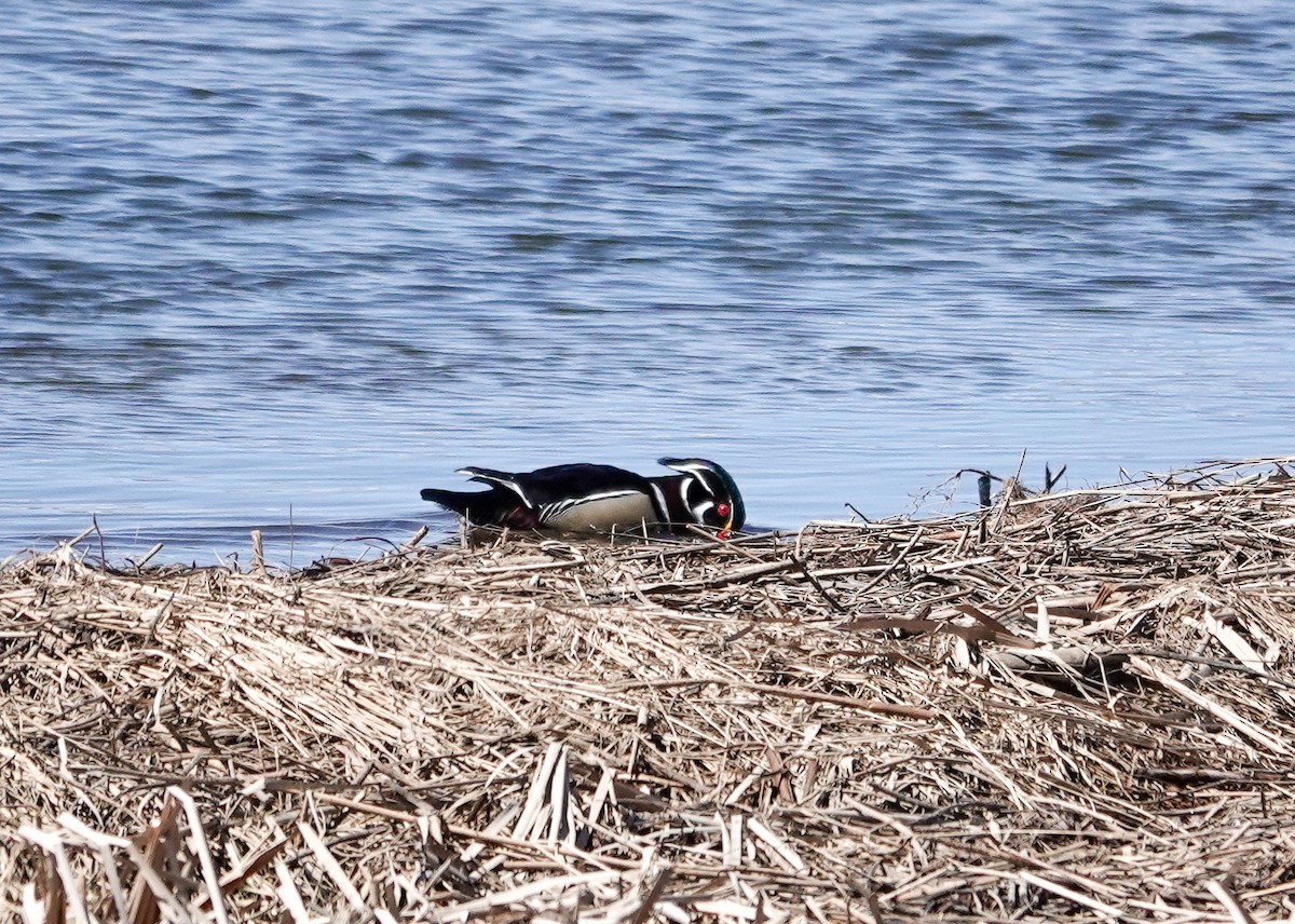 Wood Duck - Patsy Skene